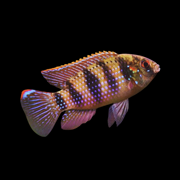 African Butterfly Thomas's Cichlid Anomalochromis Thomasi - 5cm