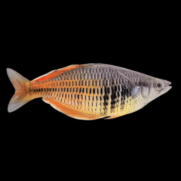 Ajamura Lakes Rainbow Fish Melanotaenia Ajamaruensis 5cm