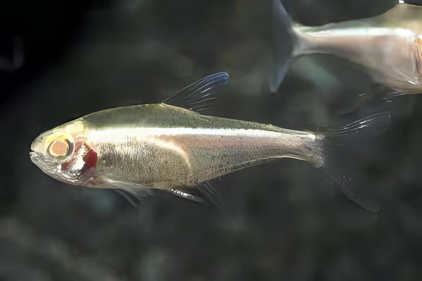 Albino Black Neon Tetra Hyphessobrycon Herbertaxelrodi 2cm