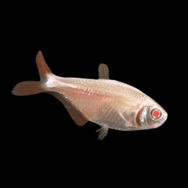 Albino Buenos Aires Hyphessobrycon Anisitsi 2cm
