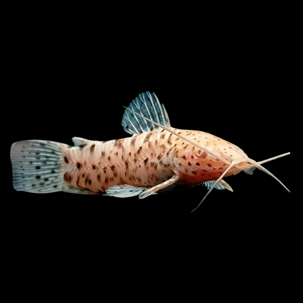 Albino Hoplo Catfish Hoplosternum Megalechis Thoracata 5cm