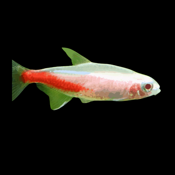 Albino Neon Tetra Paracheirodon Innesi - 2cm