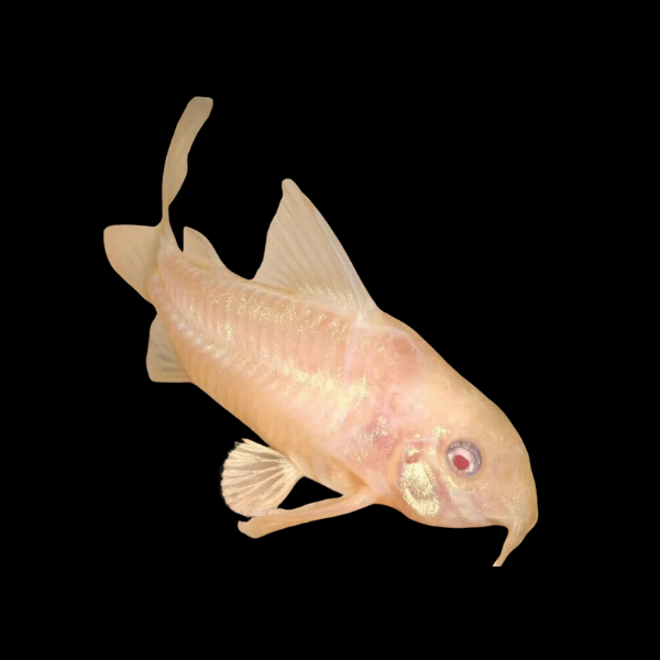 Albino Peppered Corydoras Paleatus Catfish - 3cm