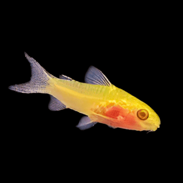 Albino Pygmy Corydoras Pygmaeus 1cm