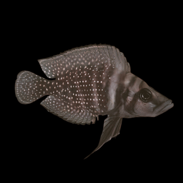 Altolamprologus Calvus Black African Cichlid 5cm