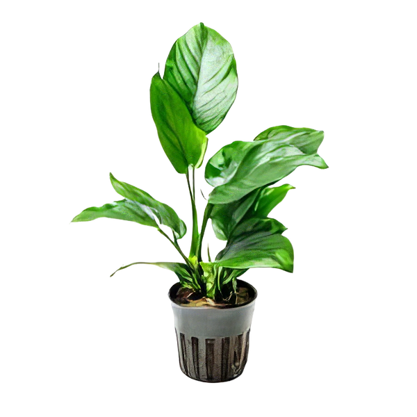 Five Potted Plants Broad Leaf Anubias Plant Anubias Barteri