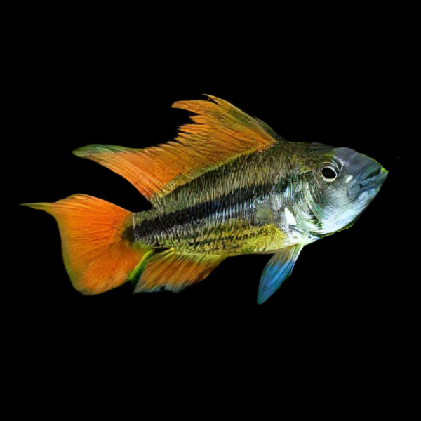 Apistogramma Cacatuoides Sunburst 3cm