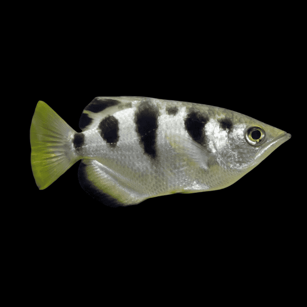 Archer Fish Taxotes Jaculatrix 5cm