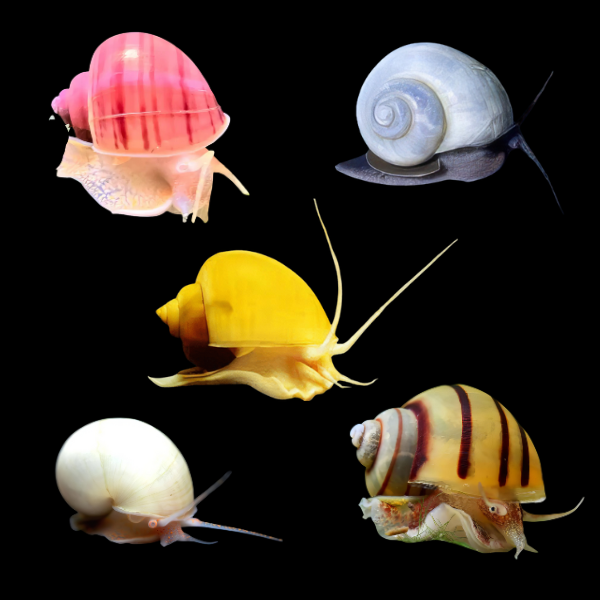 Assorted Apple Mystery Snail Pomacea Canaliculata Amularis Sp 4cm