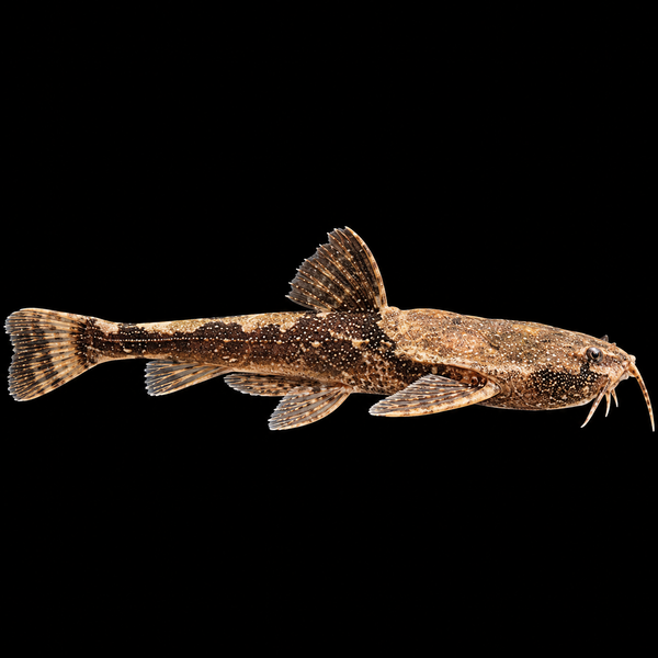 Banjo Catfish Bunocephalus Coracoideus 5cm