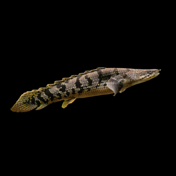 Barred Armoured Delhezi Bichir Polypterus Delhezi 10cm