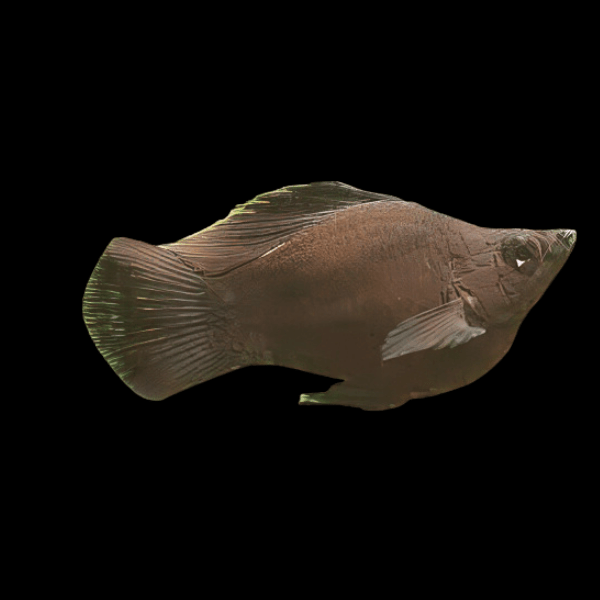 Black Balloon Molly Fish Poecilia Sphenops 3cm