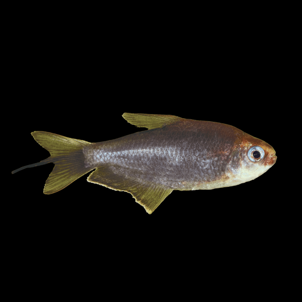 Black Emperor Tetra Nematobrycon Palmeri 2cm
