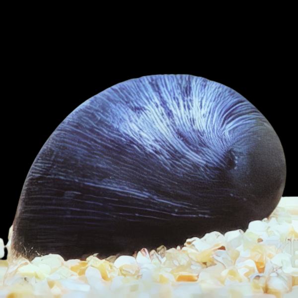 Black Helmet Snail Neritina Pulligera 2cm