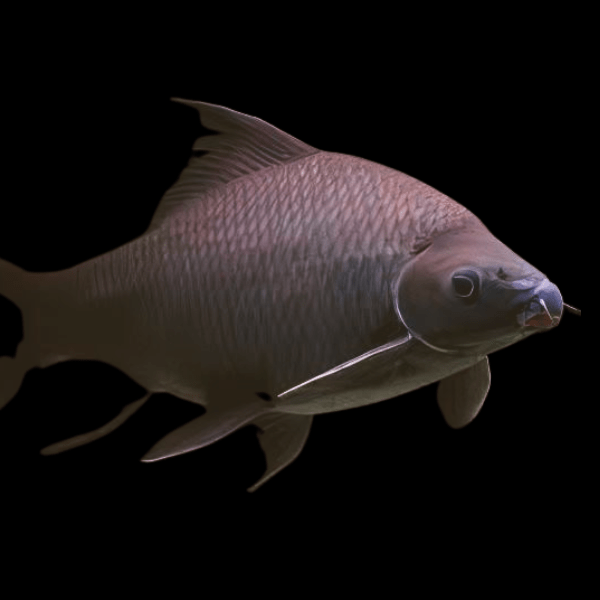 Black Shark Labeo Crysophekadion 5cm