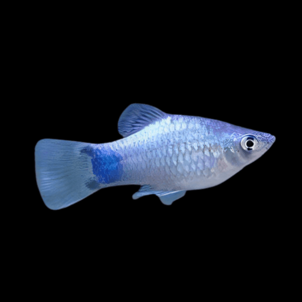 Blue Neon Platy Xiphophorus Maculatus 3cm