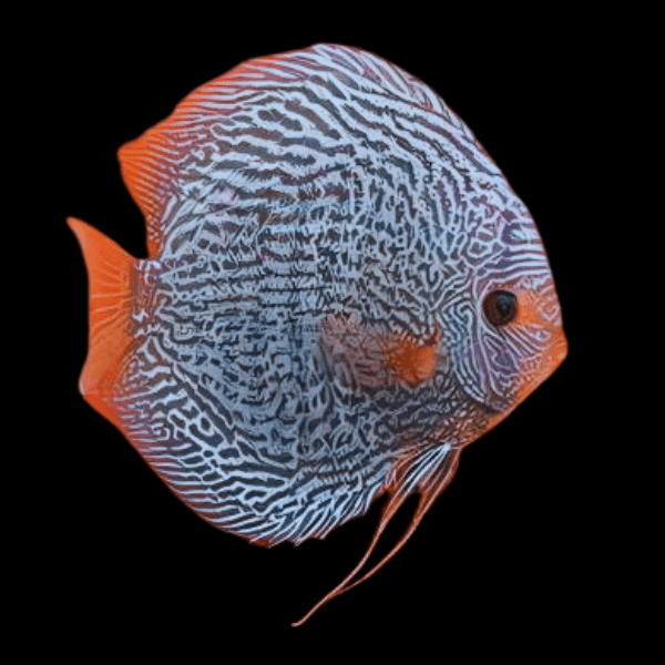 Blue Snakeskin Discus