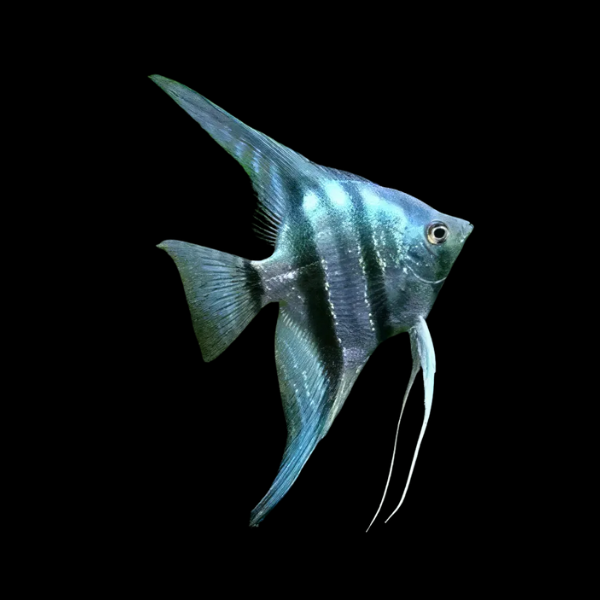 Blue Zebra Angelfish Pterophyllum Scalare - 5cm