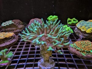 Branching Frogspawn Coral with green and blue tips in a marine reef aquarium at Birchwood Aquatic Centre.