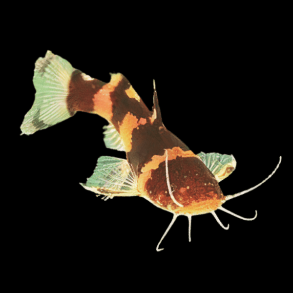 Bumble Bee Catfish Microglanis Iheringi 4cm