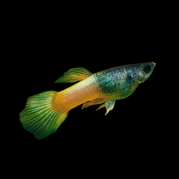 Bumble Bee Male Guppy Poecilia Reticulata 3cm