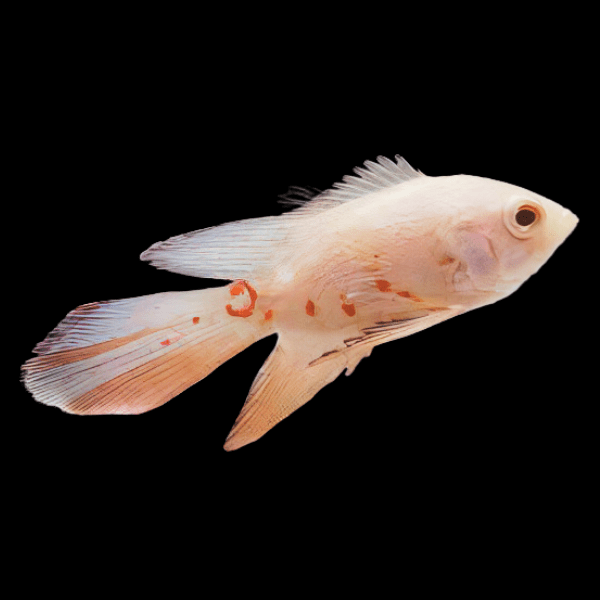 Butterfly Albino Long Finned Red Tiger Oscar 6cm