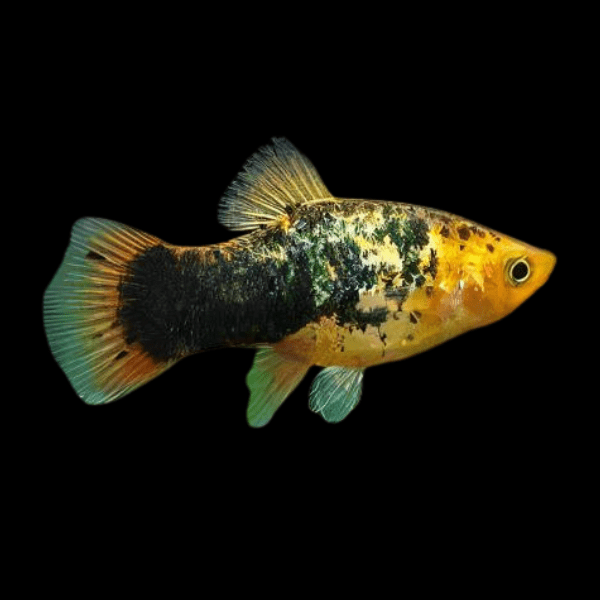Calico Platy Xiphophorus Maculatus 3cm