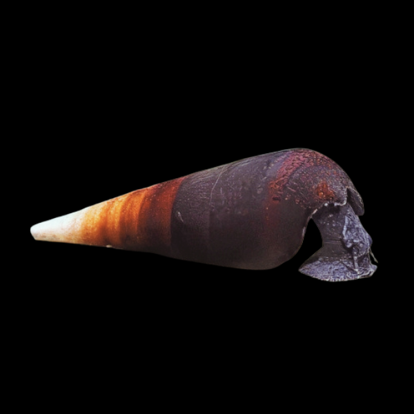 Cappuccino Black Devil Snail Faunus Ater Cappuccino Sp 4cm
