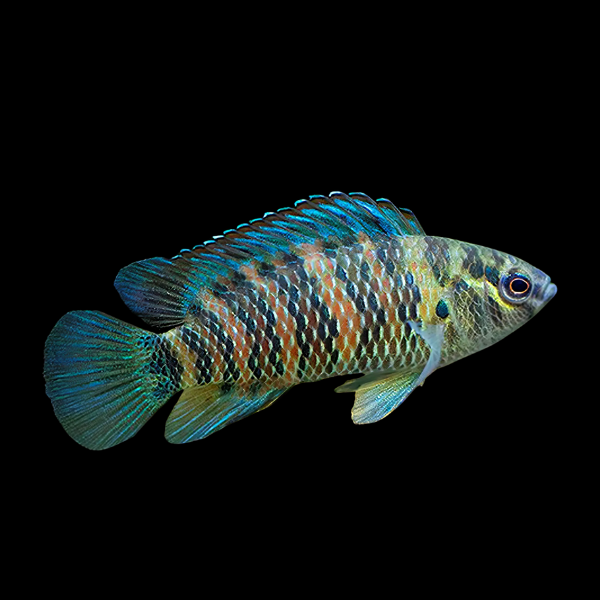 Chameleon Fish Badis Badis 3cm