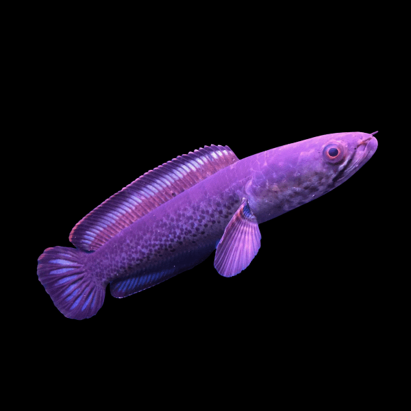 Assamese Spotted Purple Snakehead Chana Stewartii 10cm