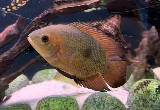 Chocolate Cichlid Hypselecara Temporalis 5cm