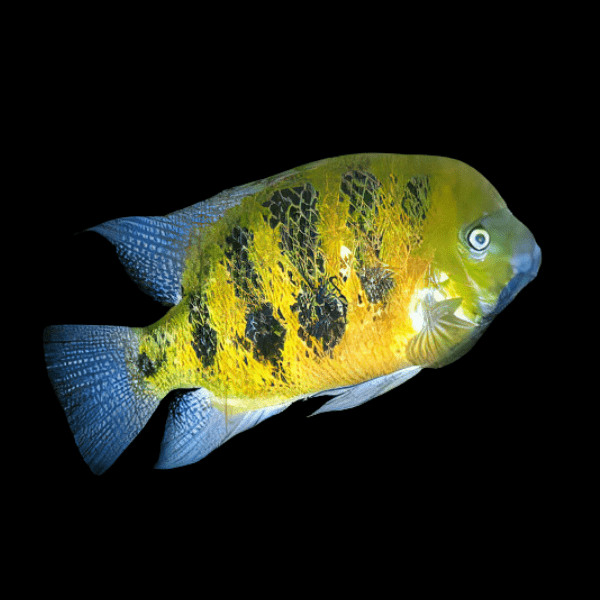 Cichlasoma Cincelichthys Bocourti Vieja Chisel Tooth Cichlid 5cm