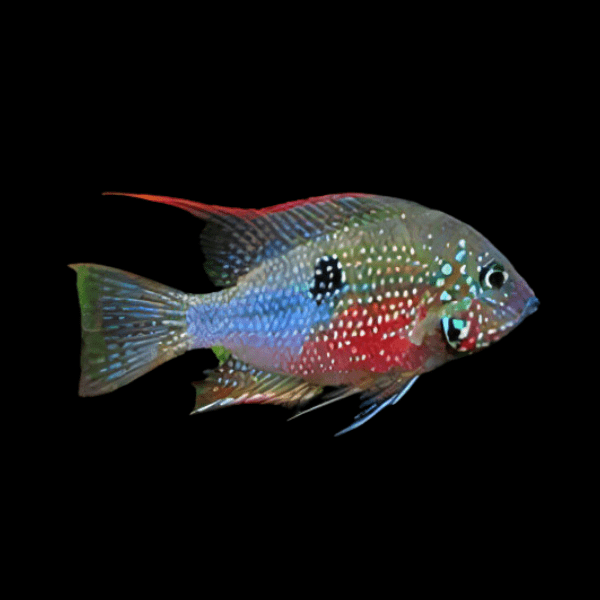 Cichlasoma Ellioti Spot Cheek Cichlid 5cm