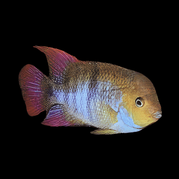 Cichlasoma Sajica T bar Cichlid 5cm