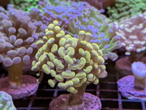 Green Branching Hammer Coral in a marine reef aquarium at Birchwood Aquatic Centre.
