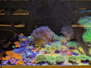 Mixed reef corals including Euphyllia, soft corals and mushrooms at Birchwood Aquatic Centre.
