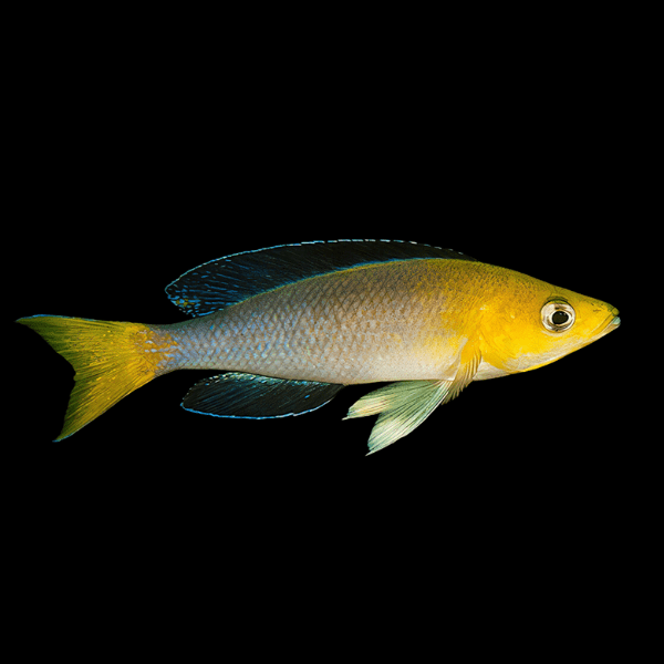 Cyprichromis Leptosoma Yellow Head Tanganyikan African Cichlids 5cm