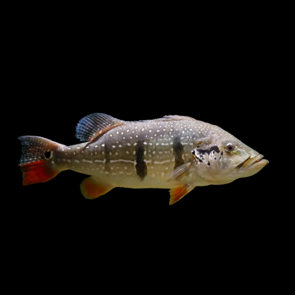 Diamond Peacock Bass - Cichla Temensis