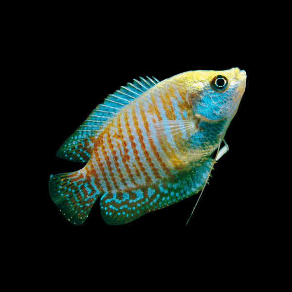 Dwarf Gourami Trichogaster Lalius 5cm