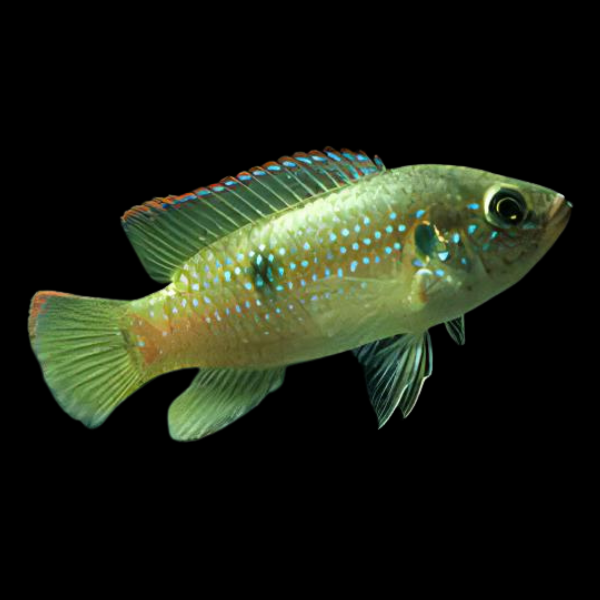 Dwarf Jewel Cichlid Hemichromis Bimaculatus  4cm