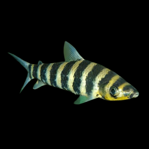 Eight Banded Head Stander Leporinus Fasciatus 6cm