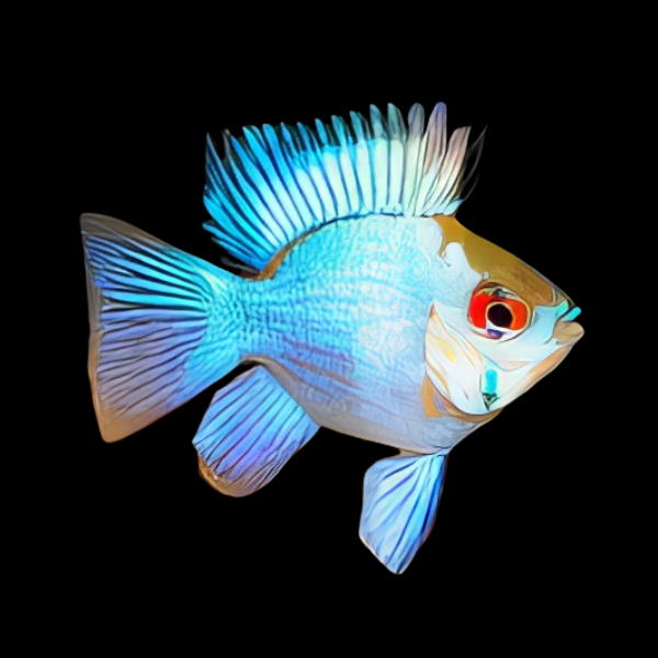 Electric Blue Balloon Ram Mikrogeophagus Ramirezi 4cm