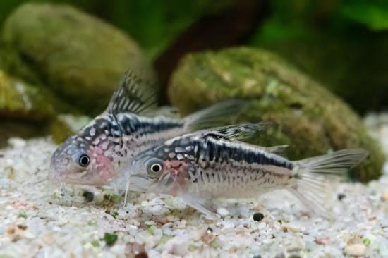 Elegant Corydoras Elegans 3cm Catfish