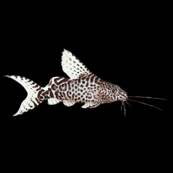 Feather Fin Catfish Synodontis Eupterus 5cm