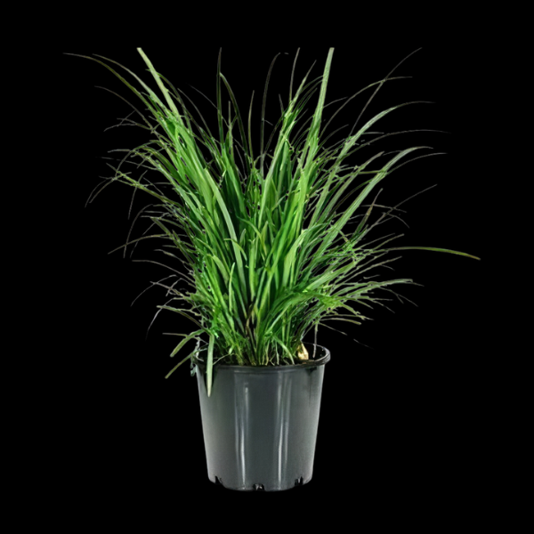 Five Potted Plants Giant Lily Turf Fountain Plant Ophiopogon Jaburan