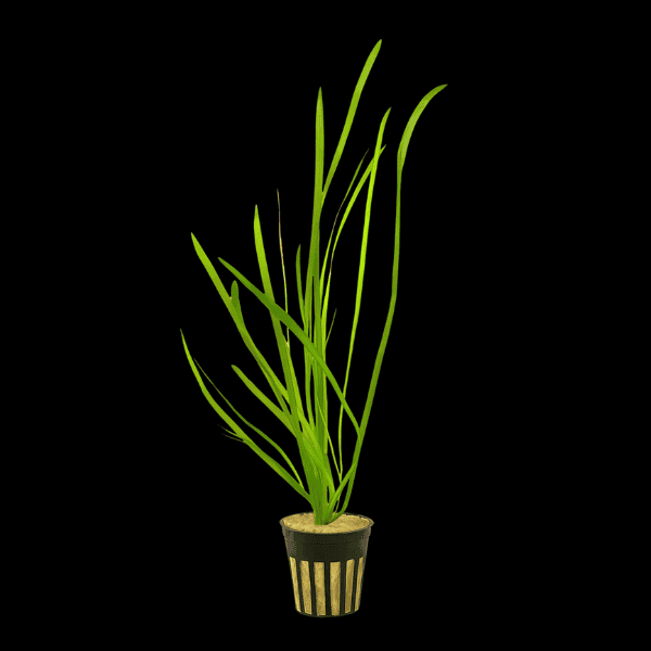 Five Potted Plants Green Straight Vallis Vallisneria Spirallis