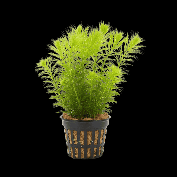 Five Potted Plants Hornworth Plant Ceratophyllum Demersum