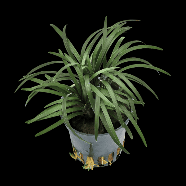 Five Potted Plants Kyoto Dwarf Mondo Grass Plant Ophiopogon Japonice Kyoto