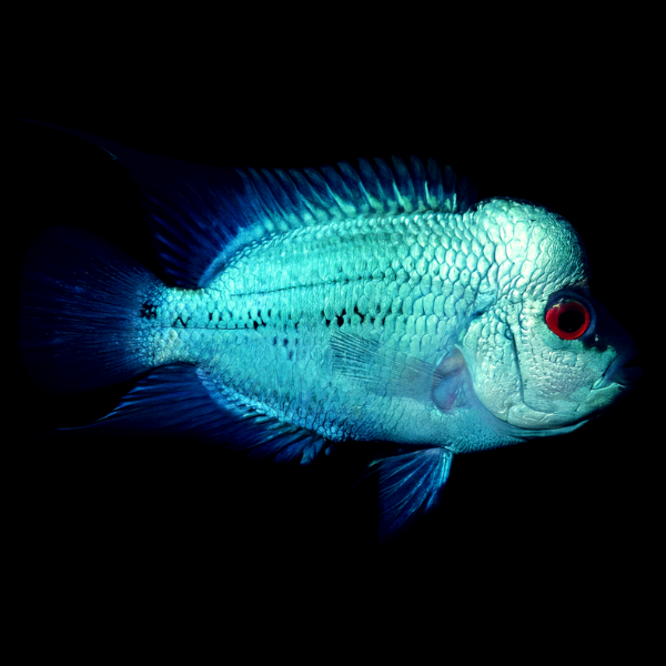 Flowerhorn Cichlid Blue Diamond Thai Silk 8cm Sub Adult Male