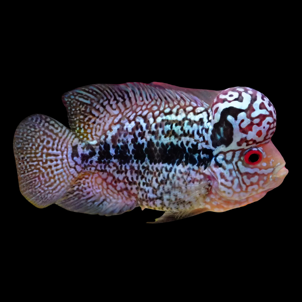 Flowerhorn Cichlid King Kamfa 8cm Sub Adult Male